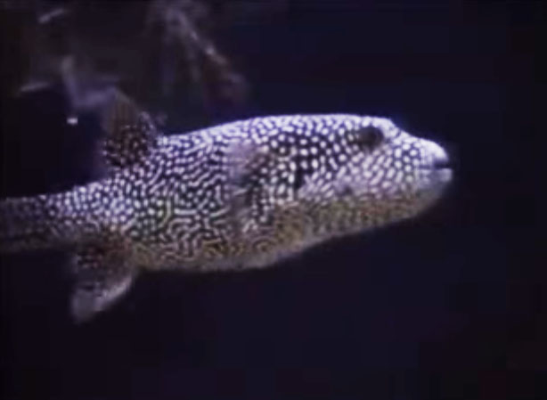 spottedfish