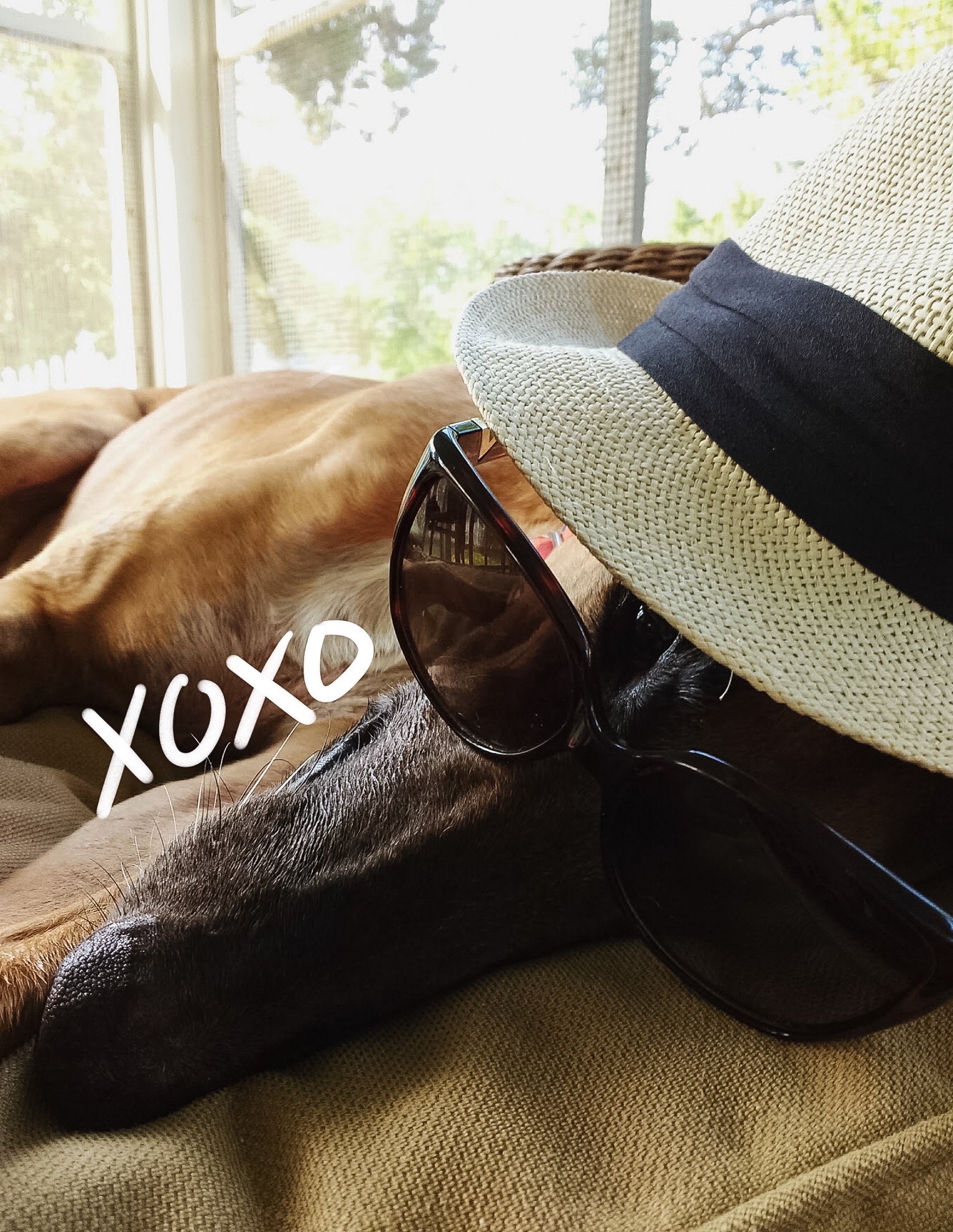 Summer, sunglasses, and booze hound.